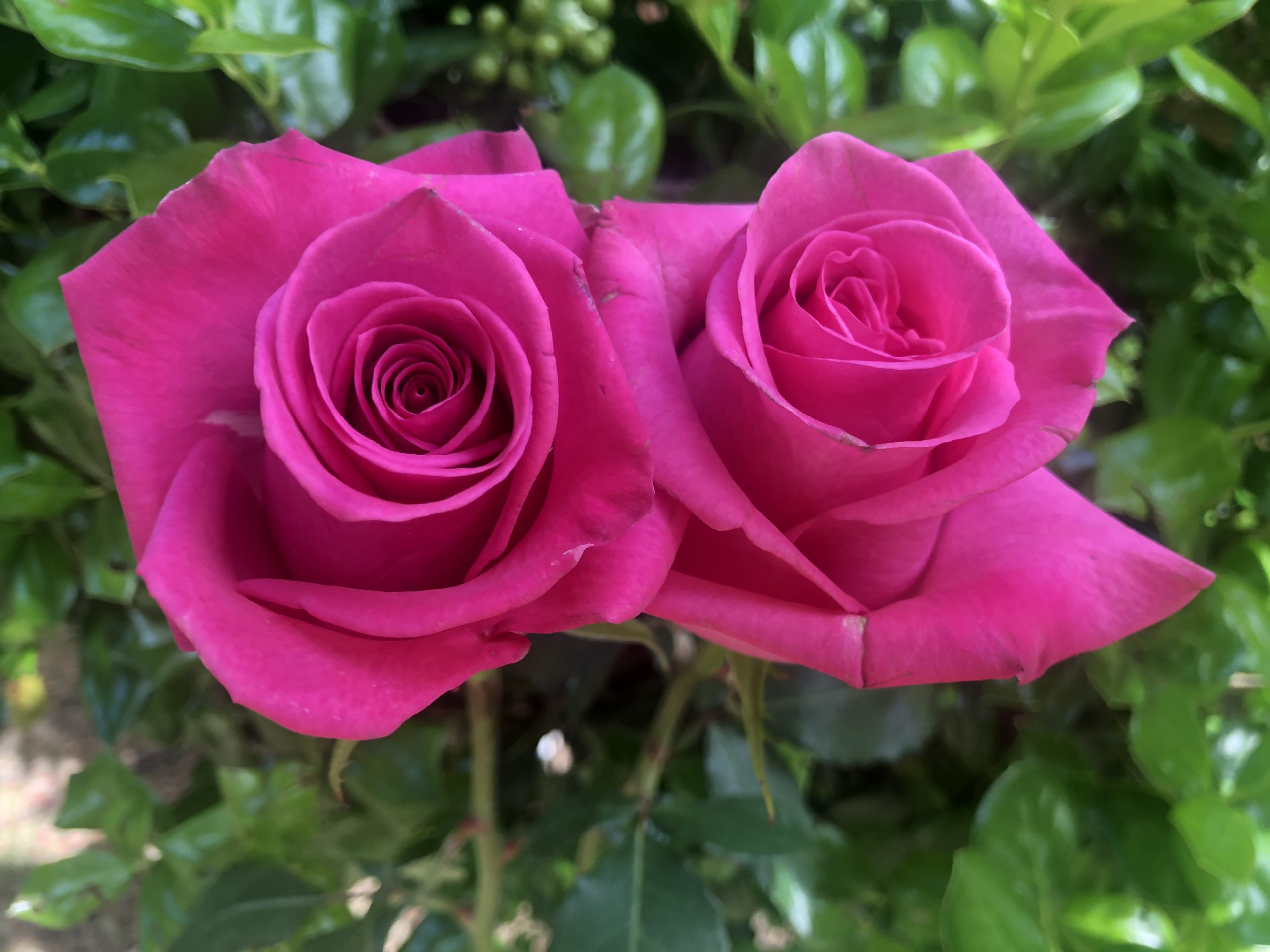 Pink Roses Meaning and Symbolism