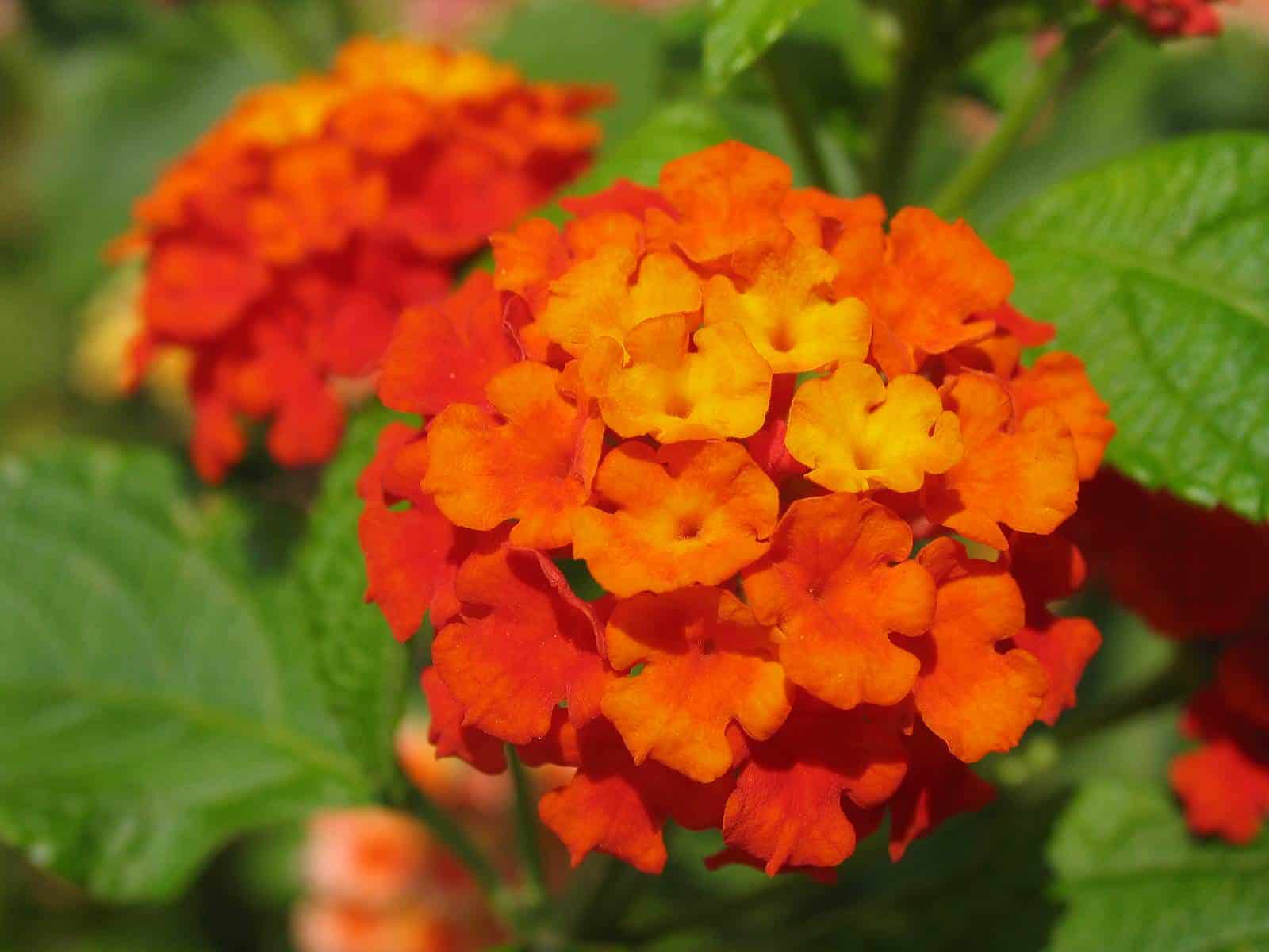 Top 20 Orange Flowers & Their Meaning 
