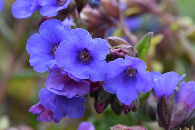 The 9 Best Purple Flowers For your Garden