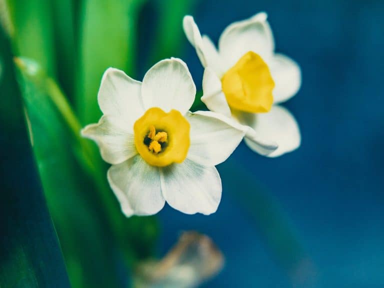Daffodil Meaning