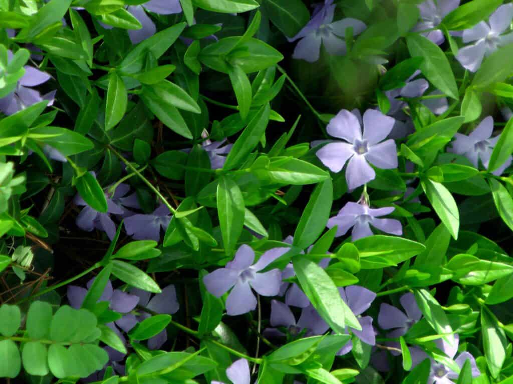 How to grow violets