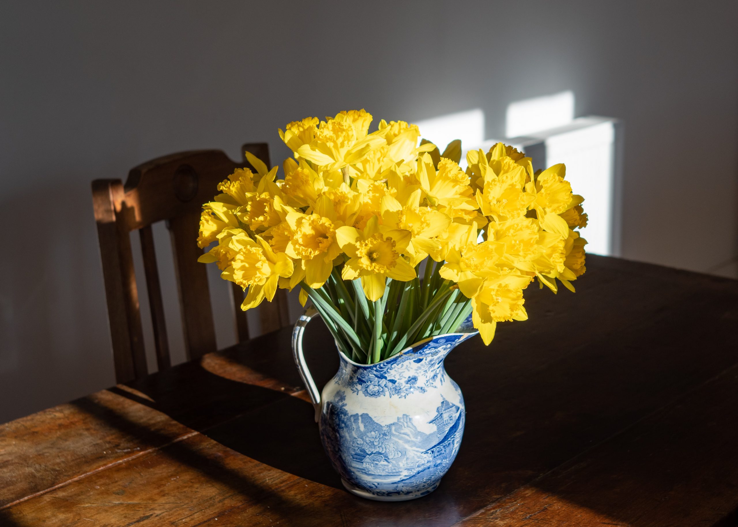 Daffodils in vase