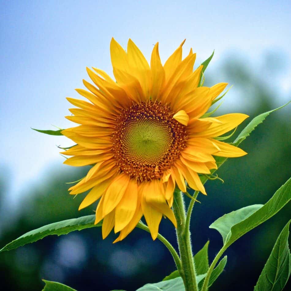 Top 8 Yellow Summer Flowers