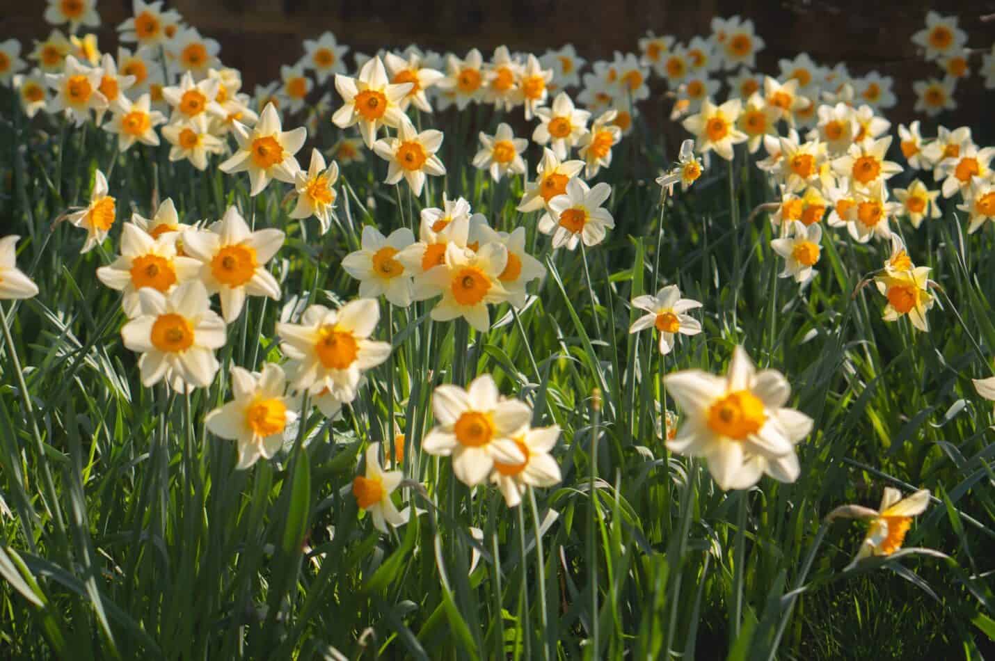 Nine Varieties Of Daffodils