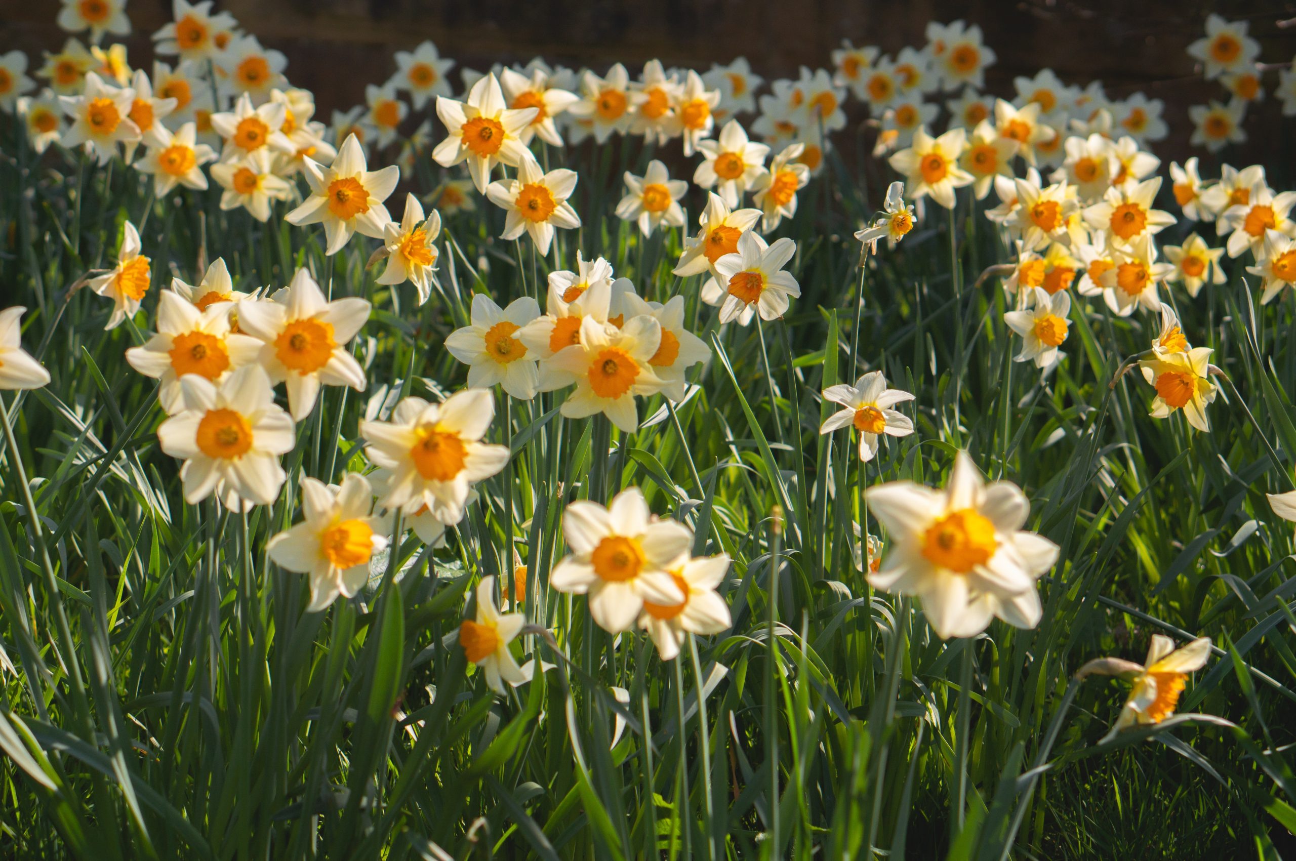 Daffodils: Meaning & Symbolism