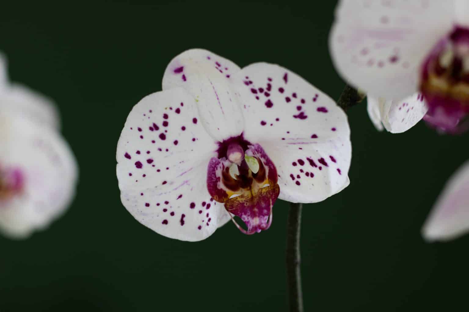 Orchid Meaning All Types Of Orchids Orchid Symbolism And Images 