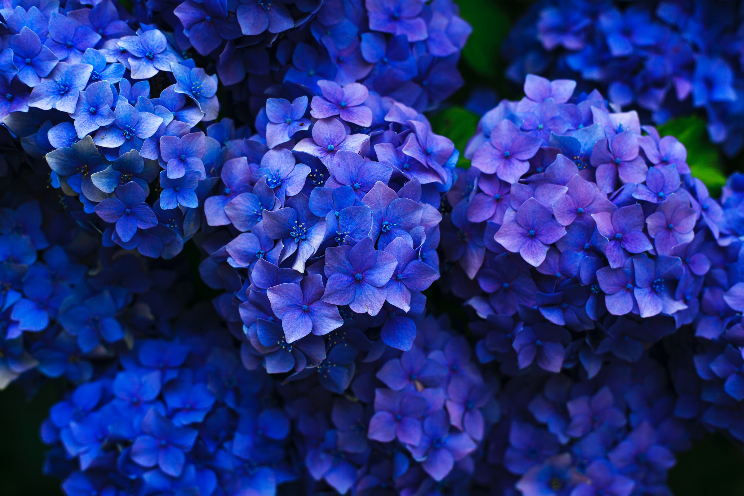 Hydrangea meaning and Symbolism