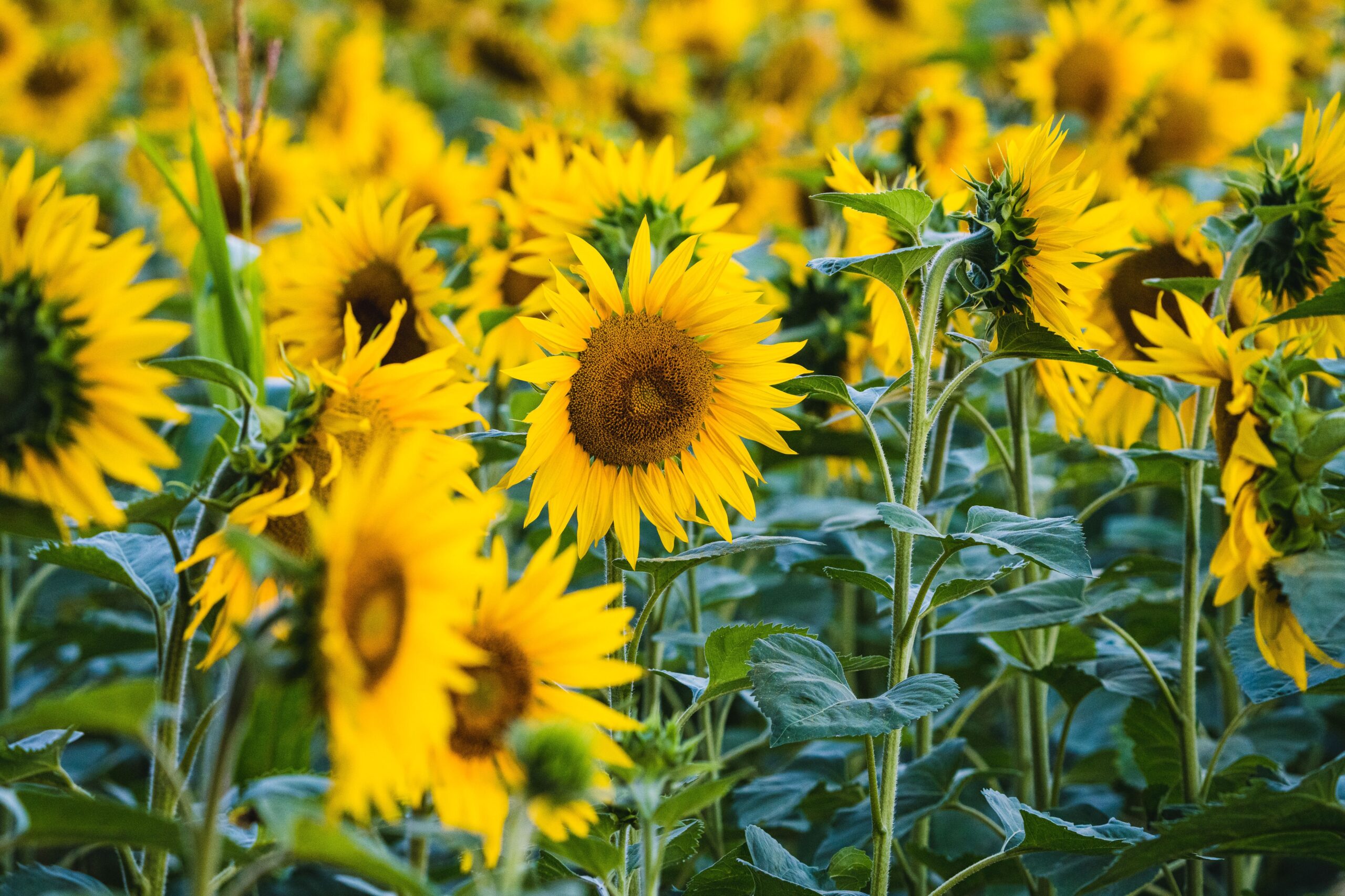 How To Grow Sunflowers in 3 Easy Steps