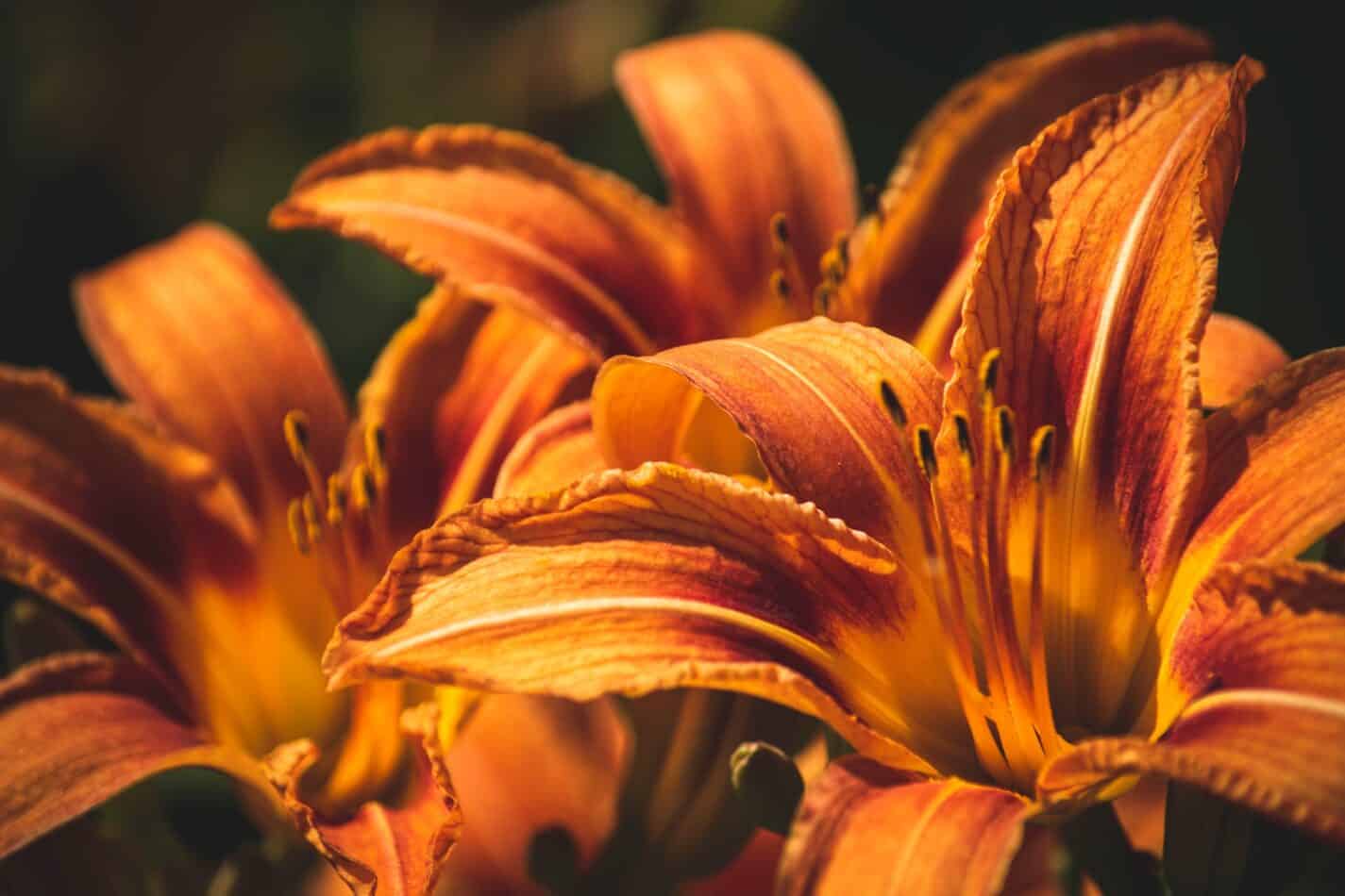 How To Grow Lilies (Lilium)
