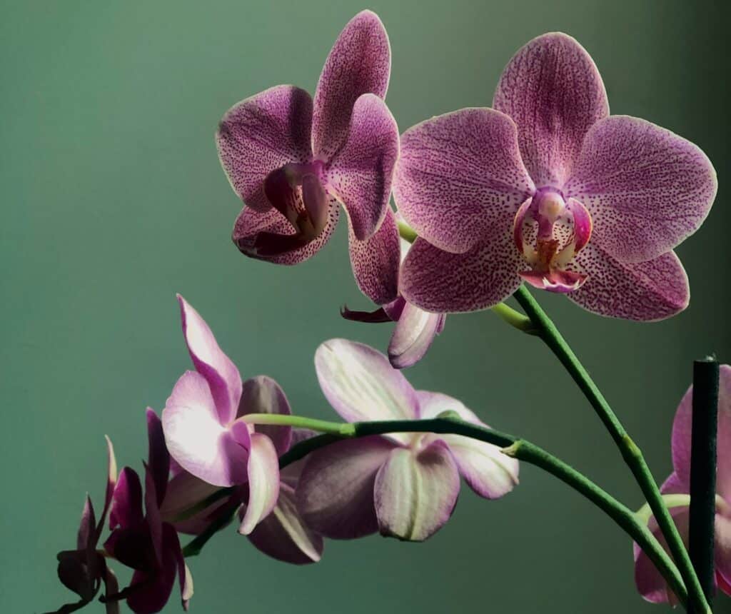 Orchid Meaning and Symbolism