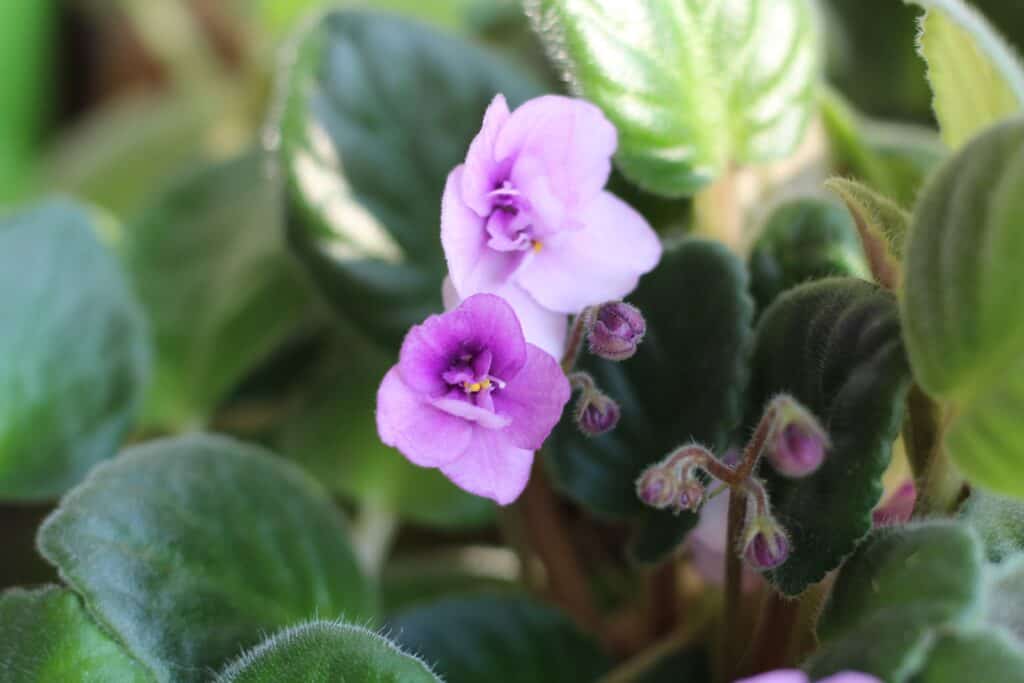 How to grow violets