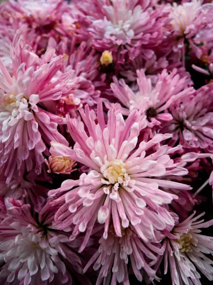 Best Pink Flowers & How to Choose Them