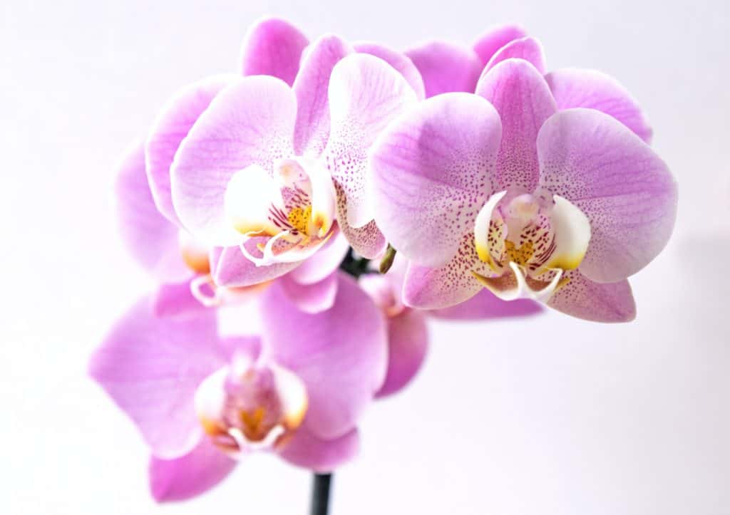 How to Cultivate Orchids
