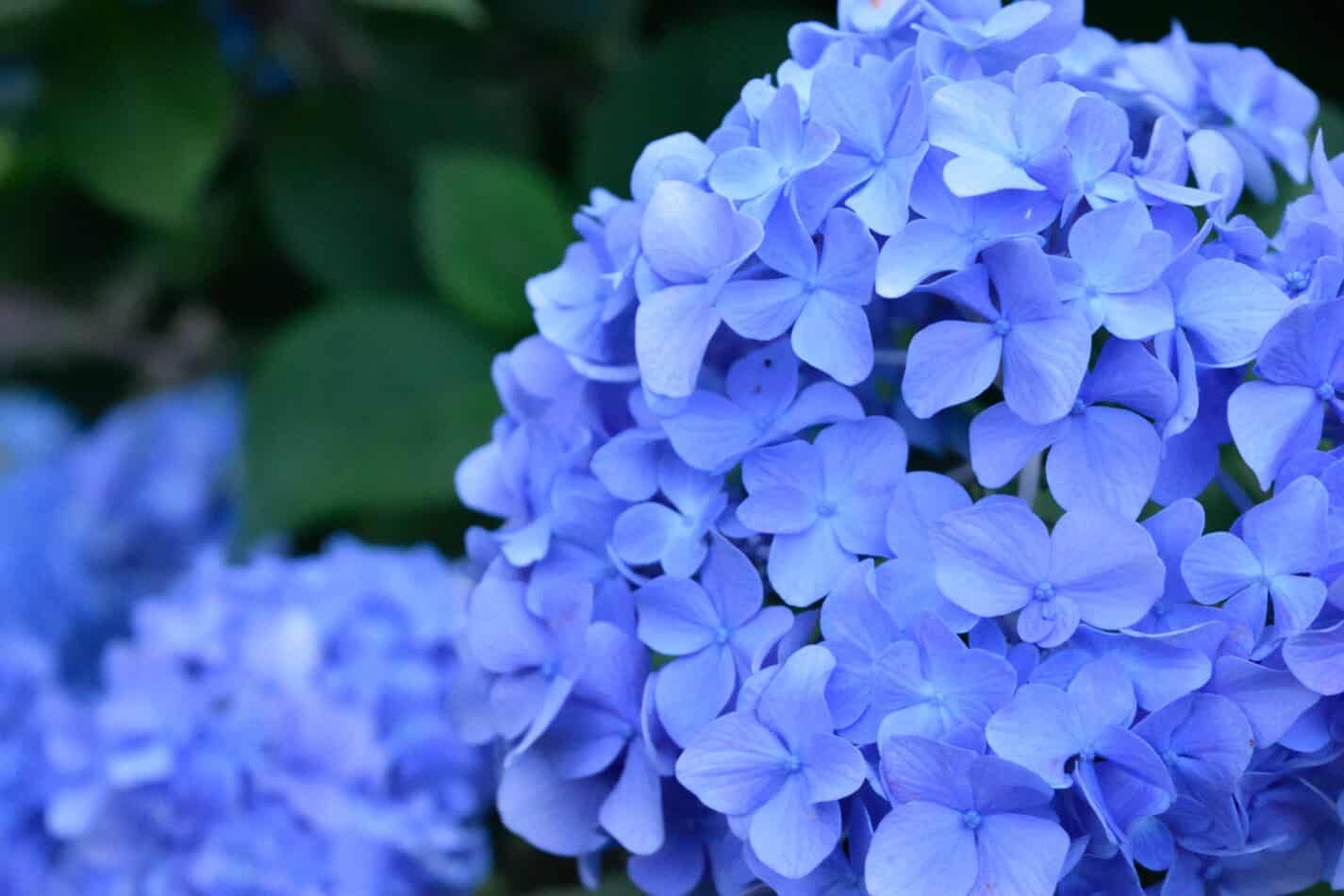 Hydrangea meaning and Symbolism