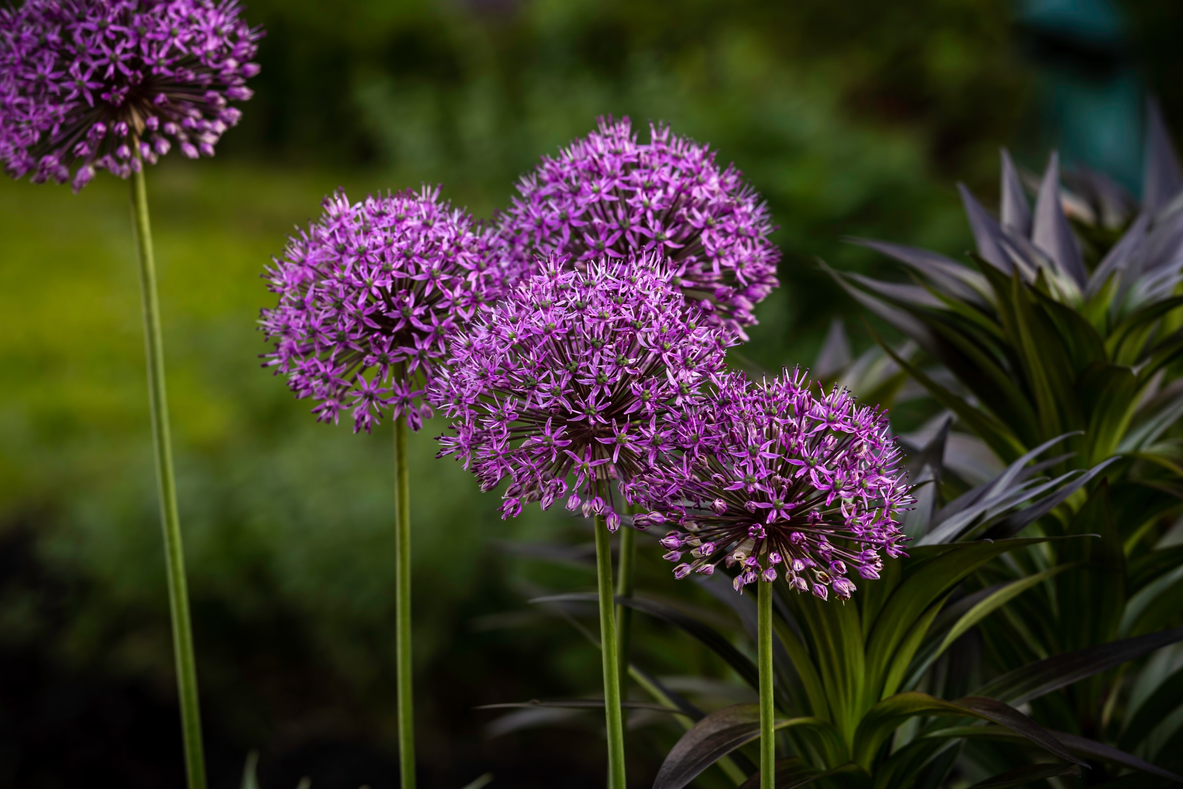 The 9 Best Purple Flowers For your Garden