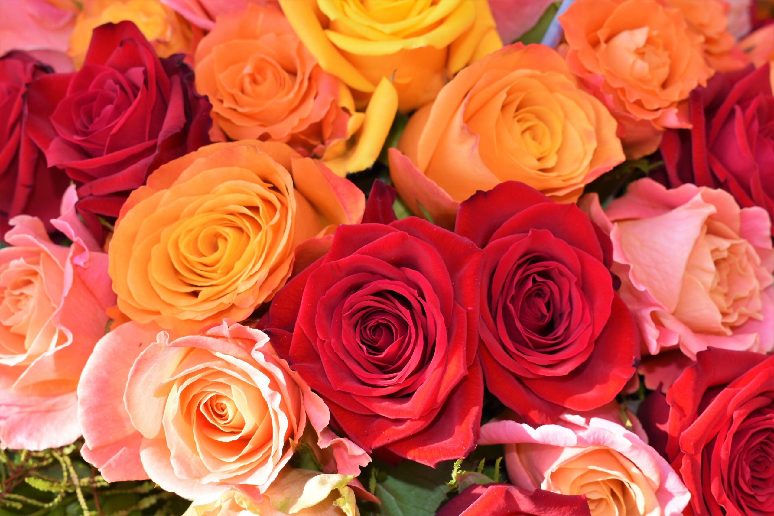 Multi color roses