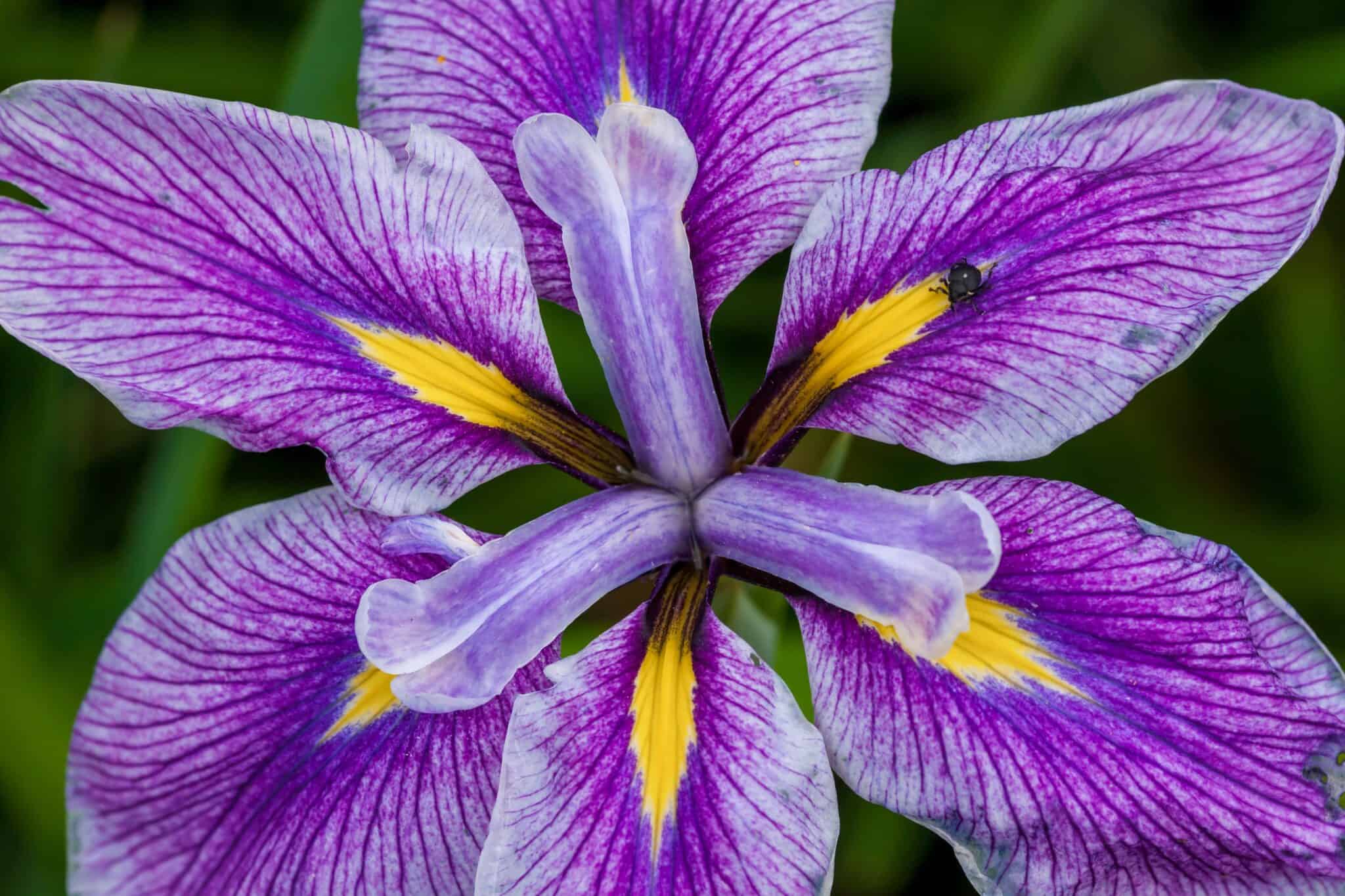 iris-meaning-symbolism-and-explanations-by-color-with-pictures