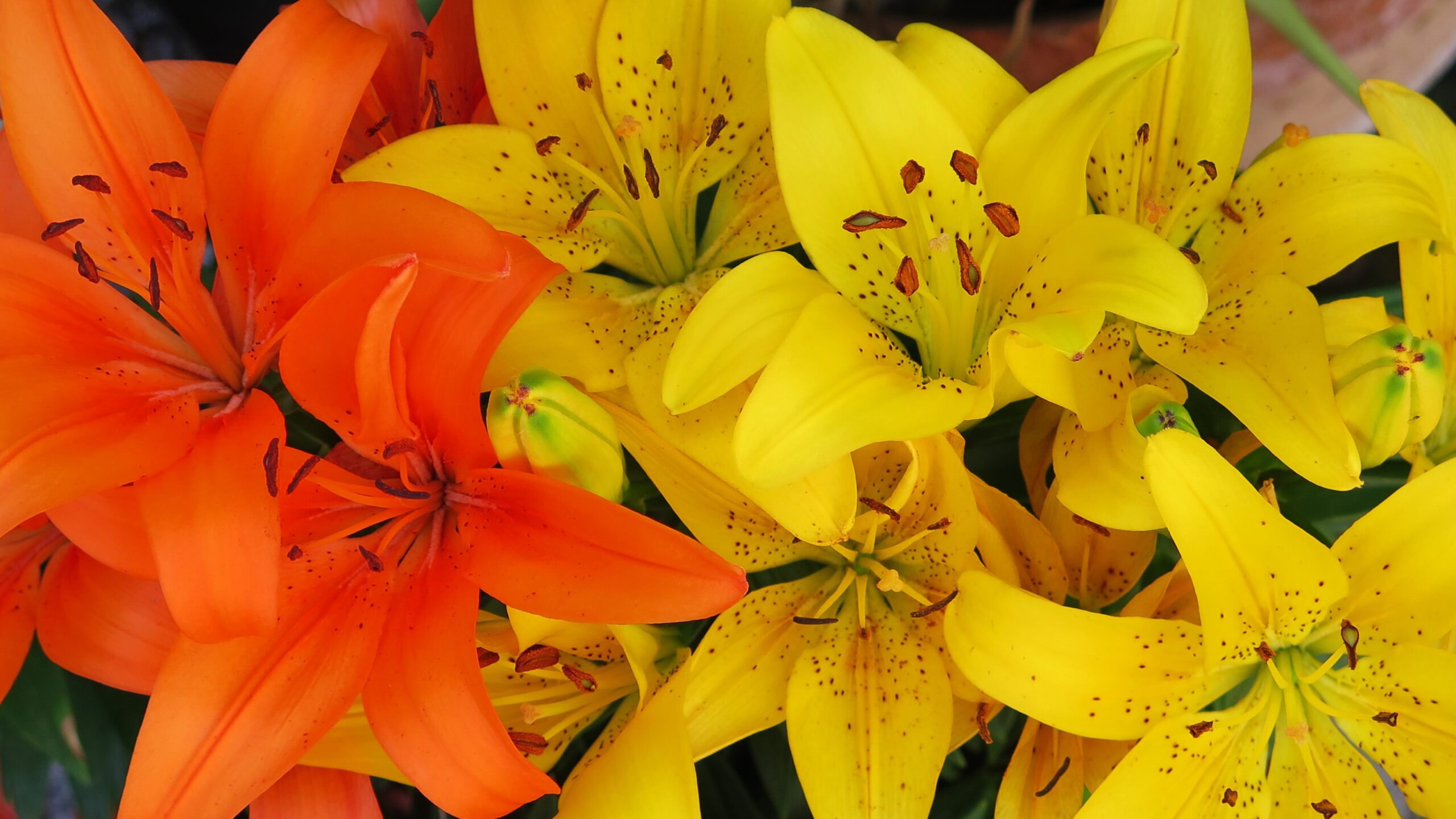 Yellow and Orange Lily