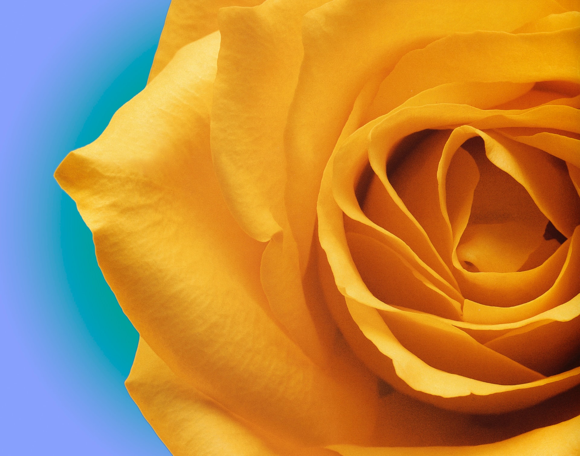 Meaning yellow rose Rose Color