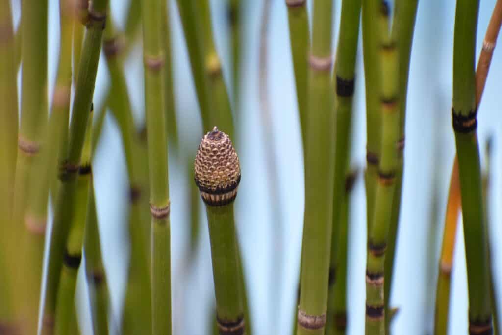 How to Grow Garden Bamboo 