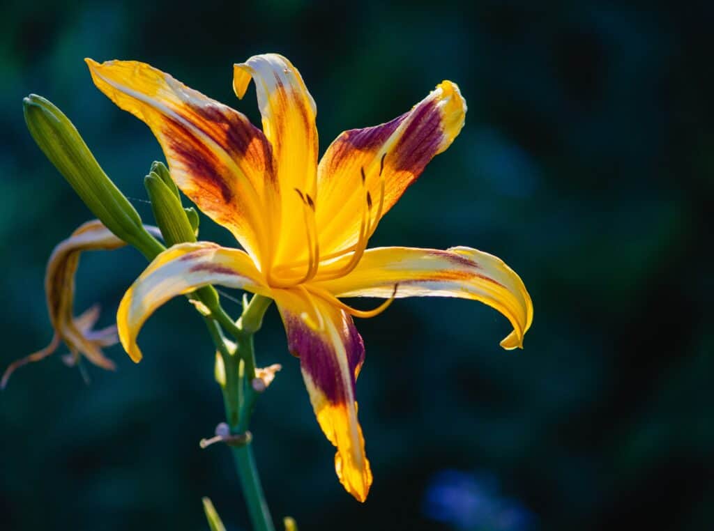 How To Grow Lilies