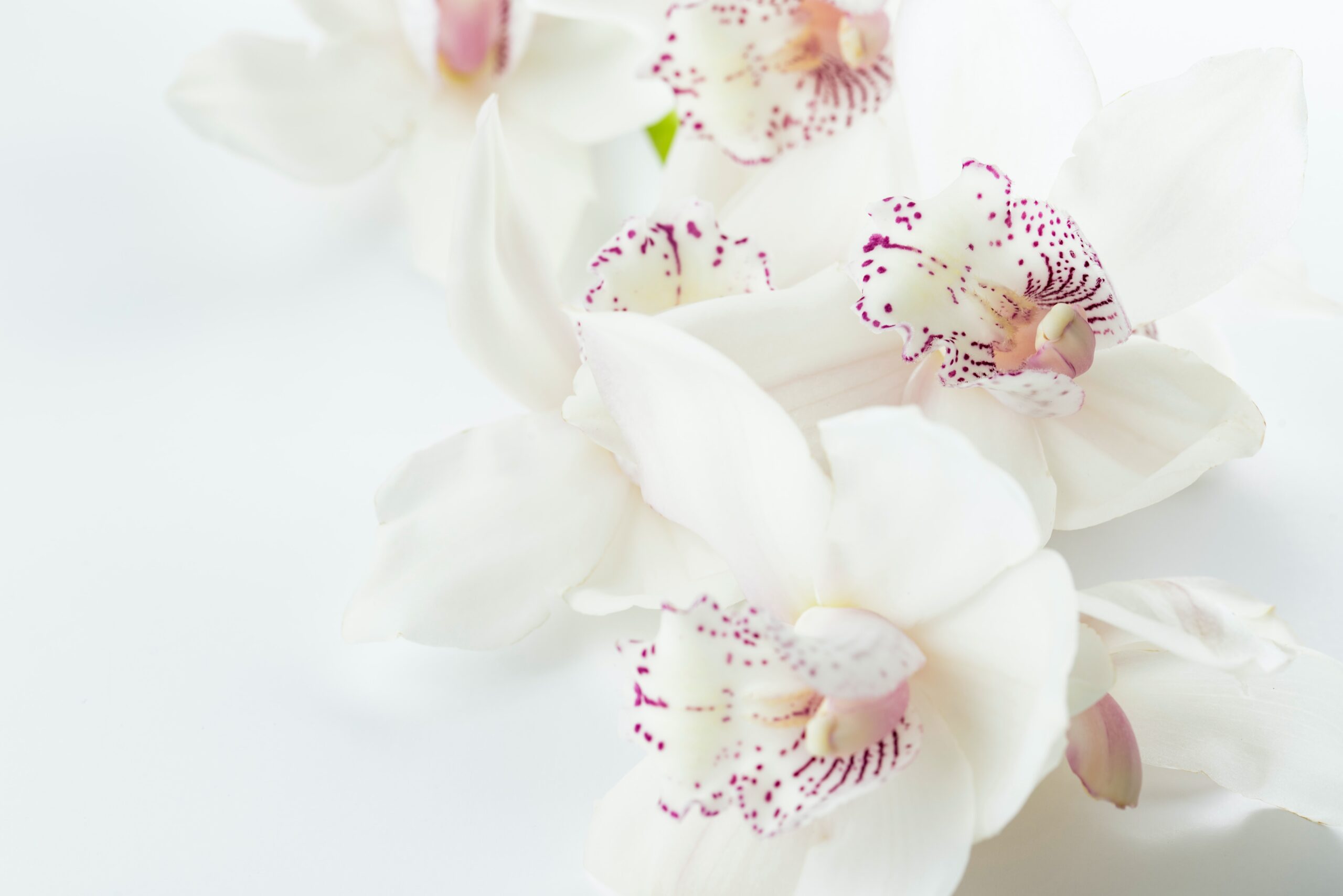 Orchid meaning and symbolism