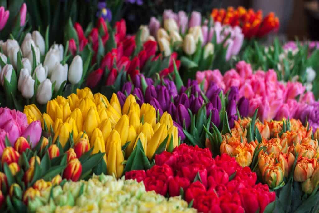 Meaning And Symbolism of Tulips