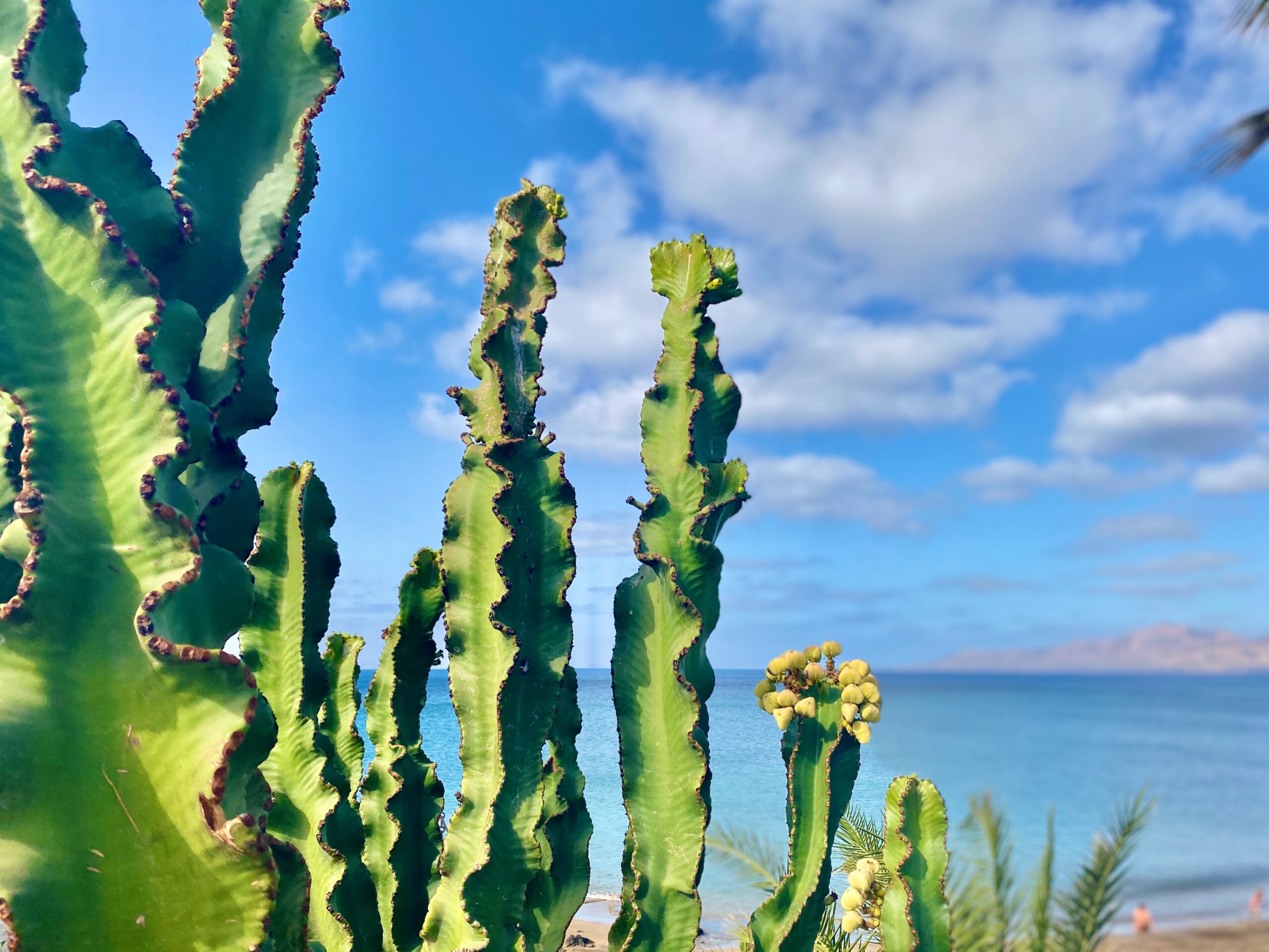 Cactus Meaning And Symbolism