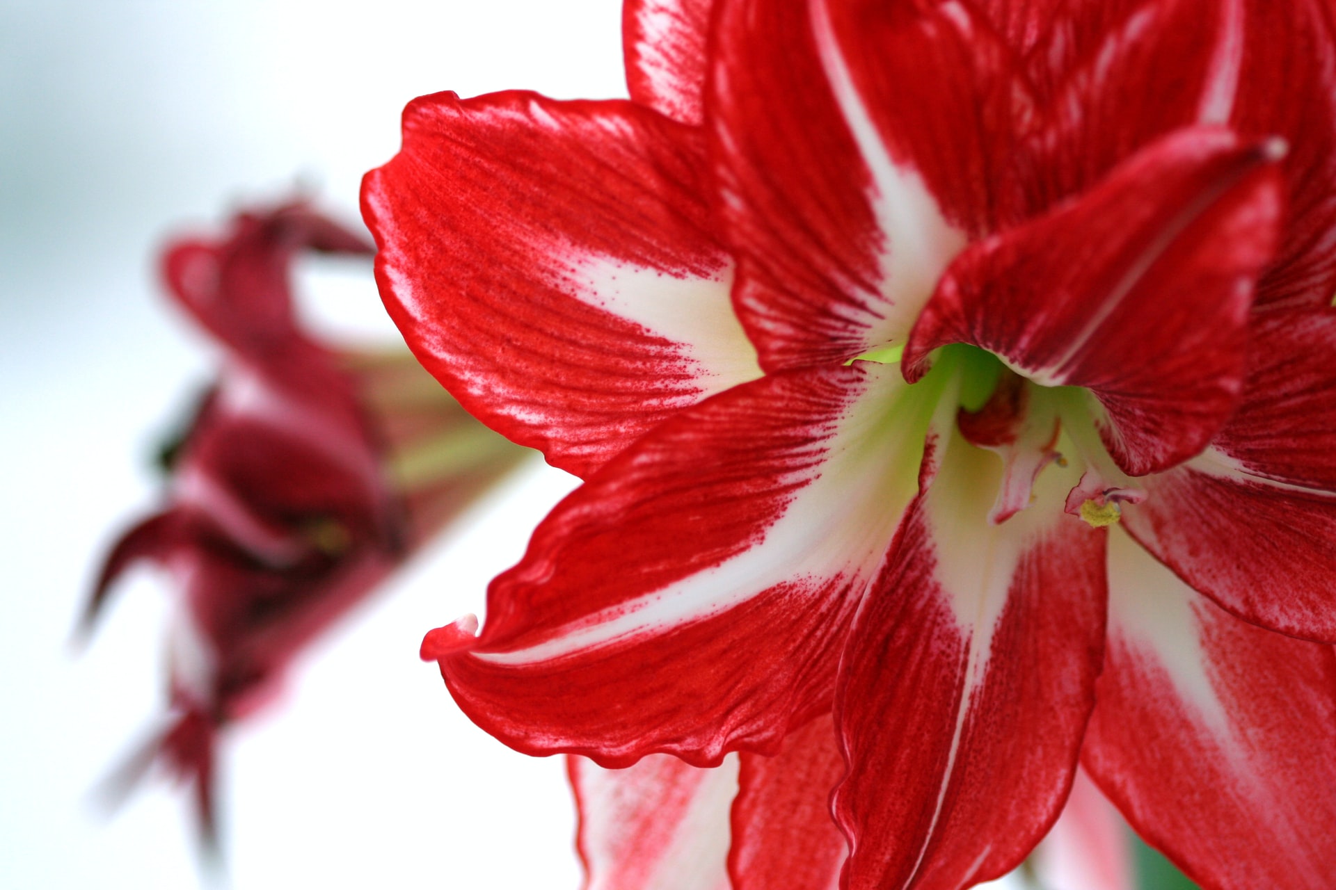 Make your garden stunning with these 11 red flowers 