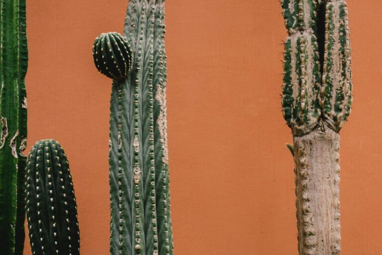Cactus Meaning And Symbolism