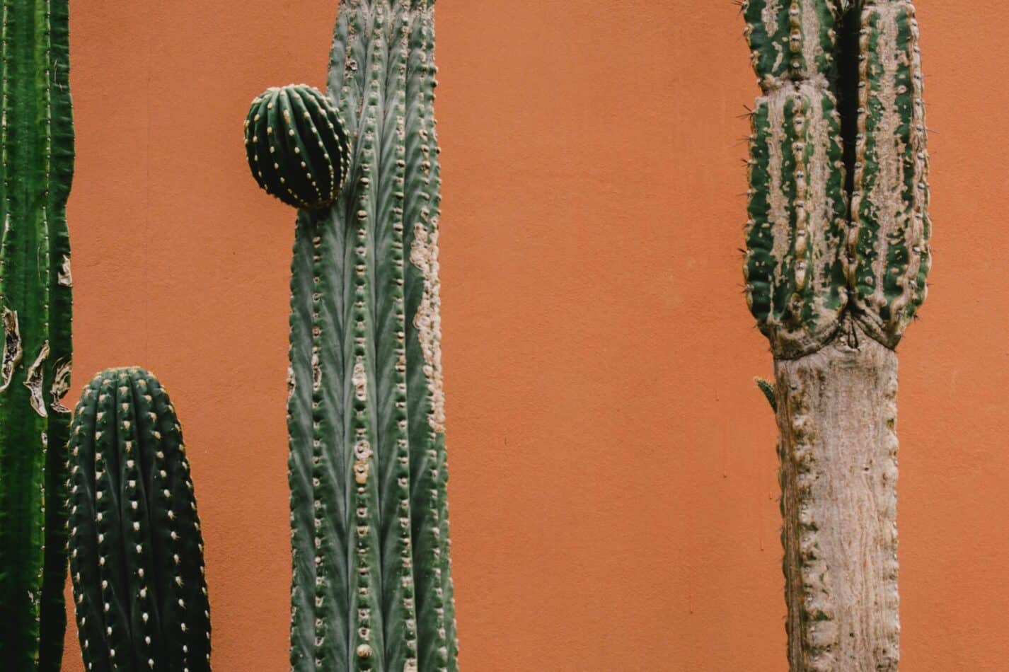 Cactus Meaning And Symbolism - My Life in Blossom