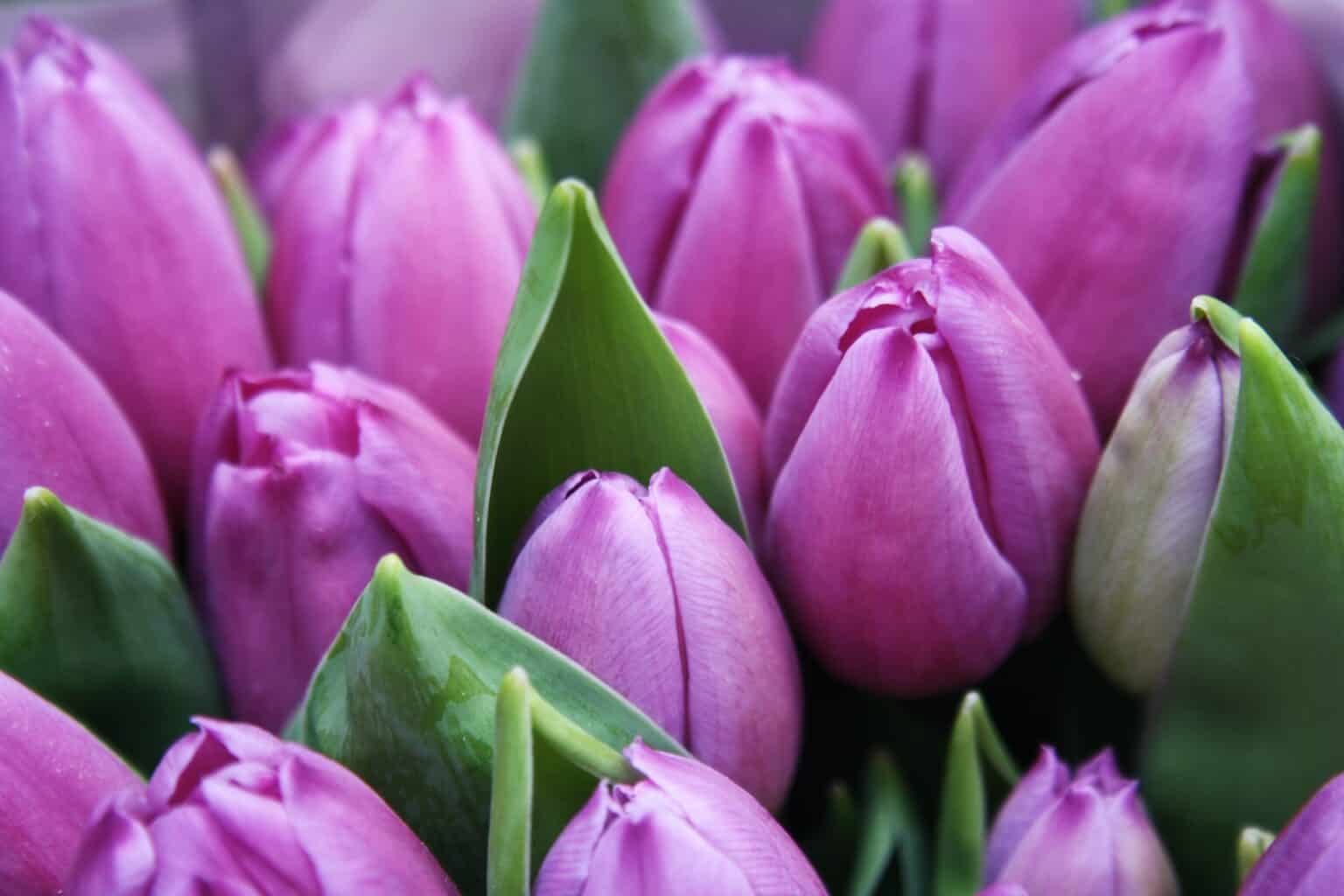 Meaning And Symbolism Of Tulips My Life In Blossom