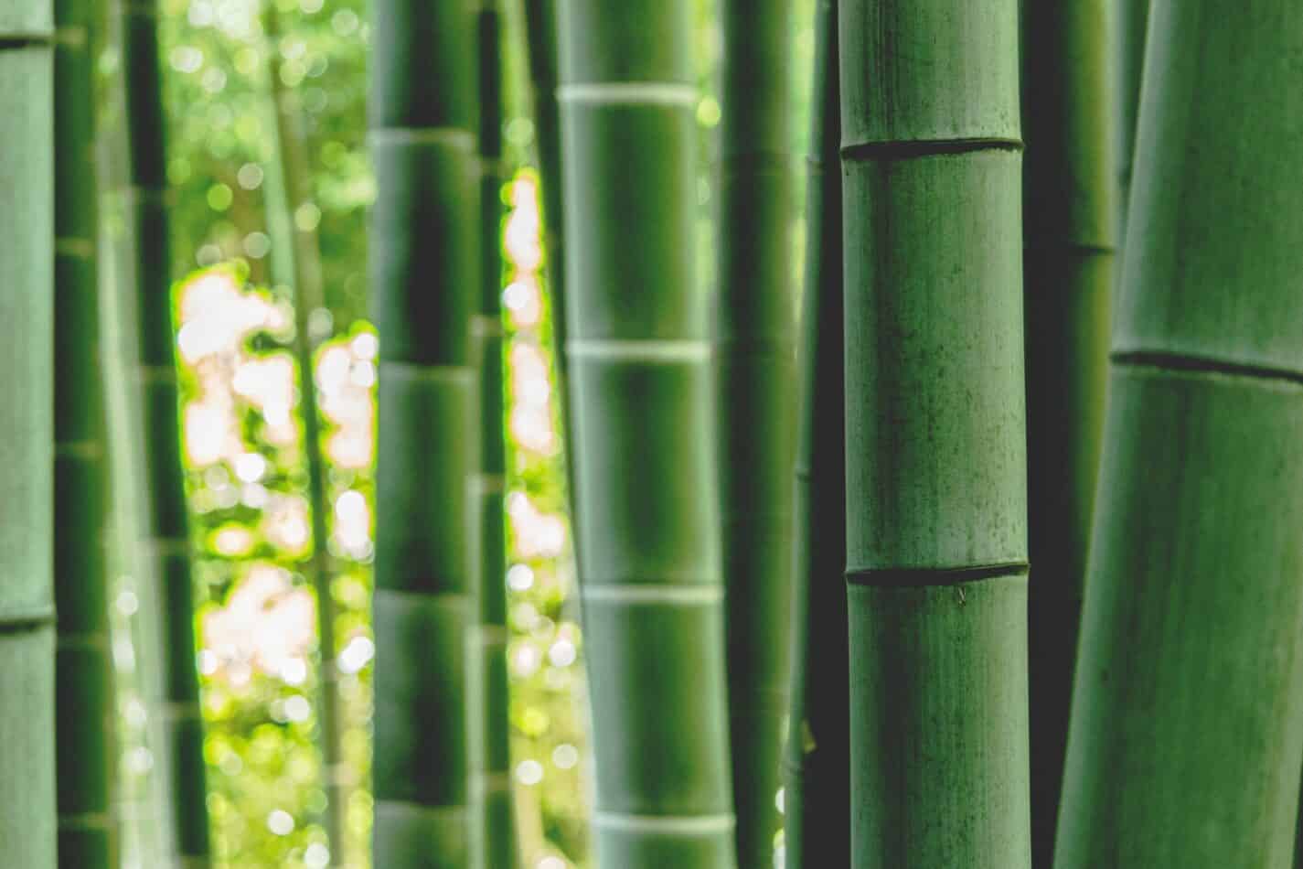 How to Grow Garden Bamboo
