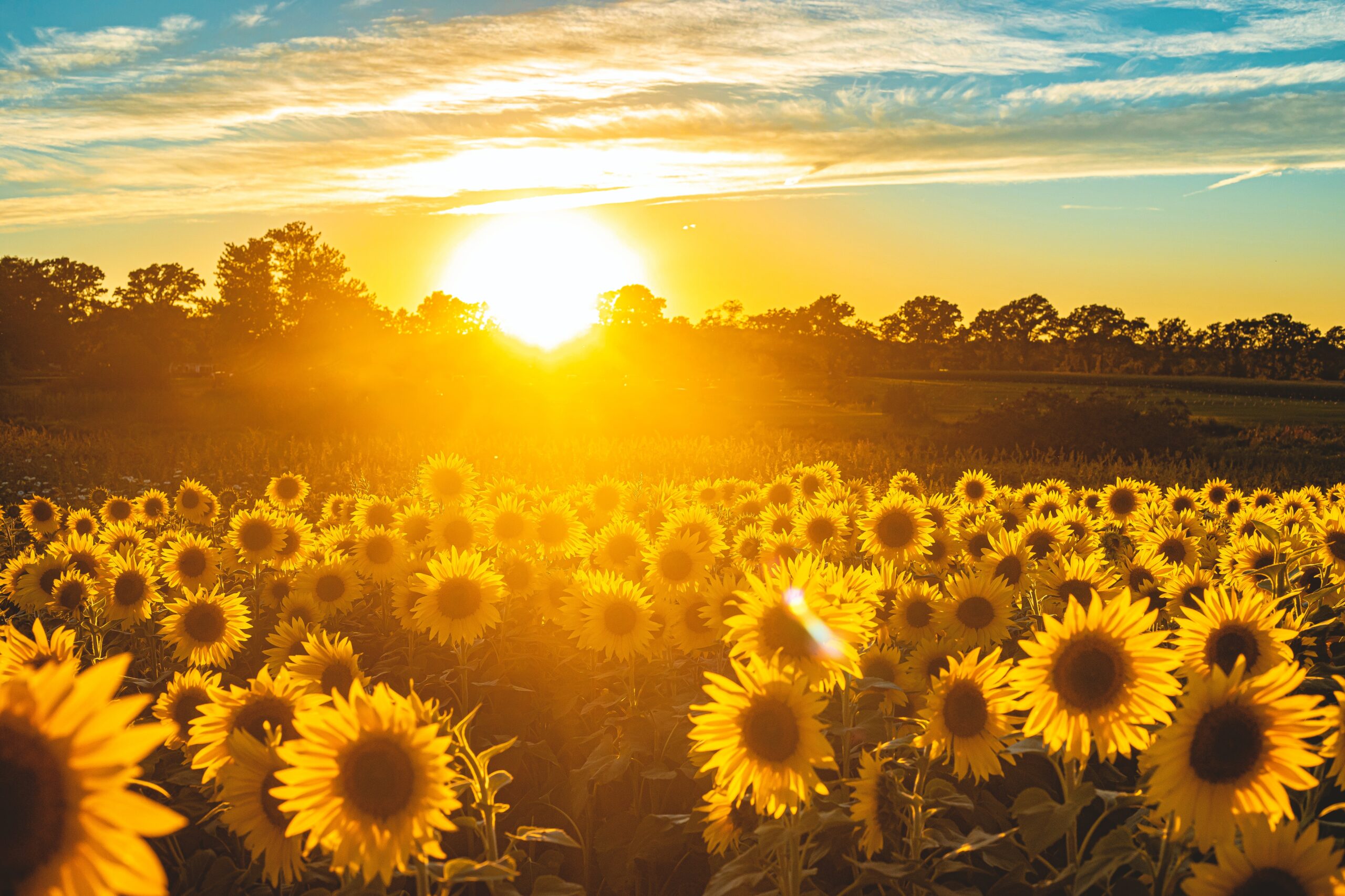 How To Grow Sunflowers in 3 Easy Steps