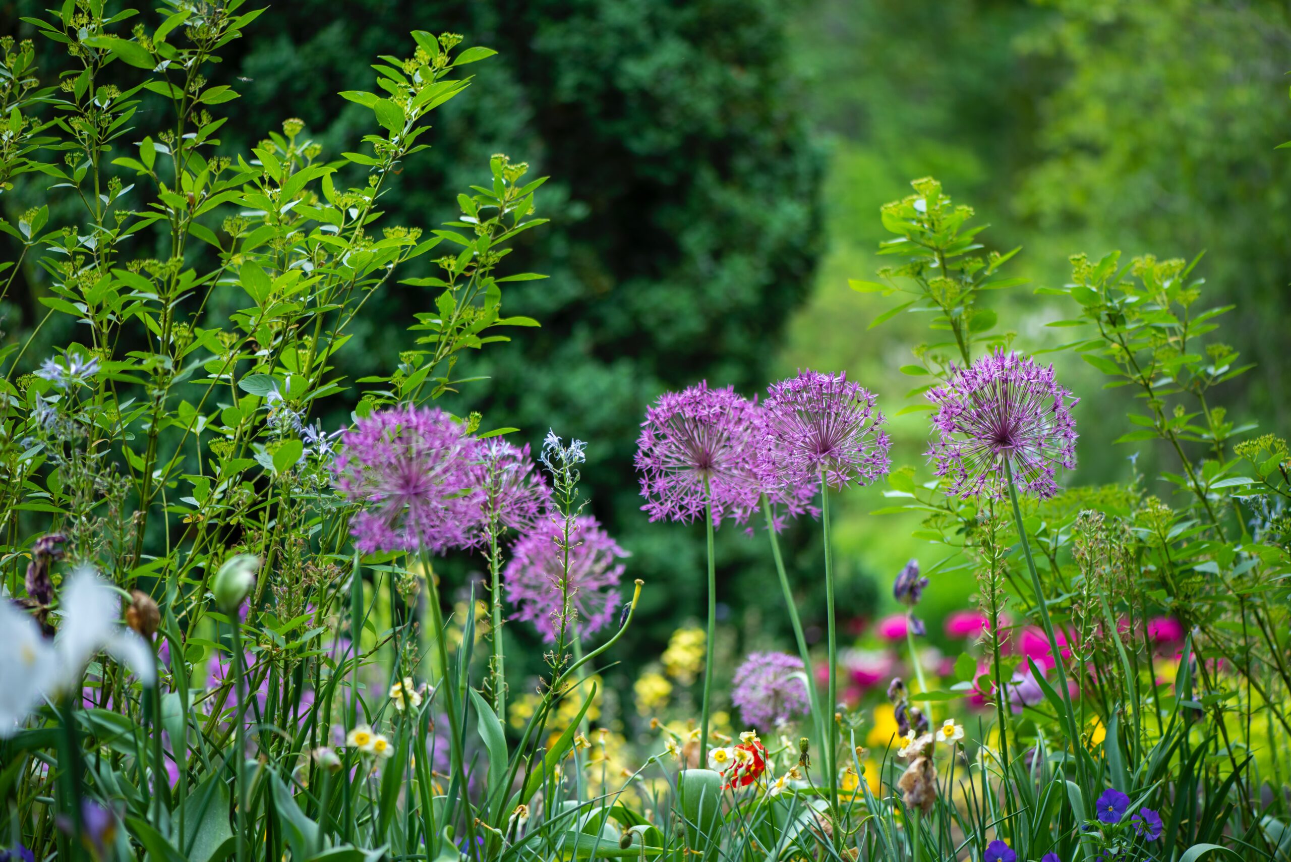5 Secrets To Transform Your Garden 