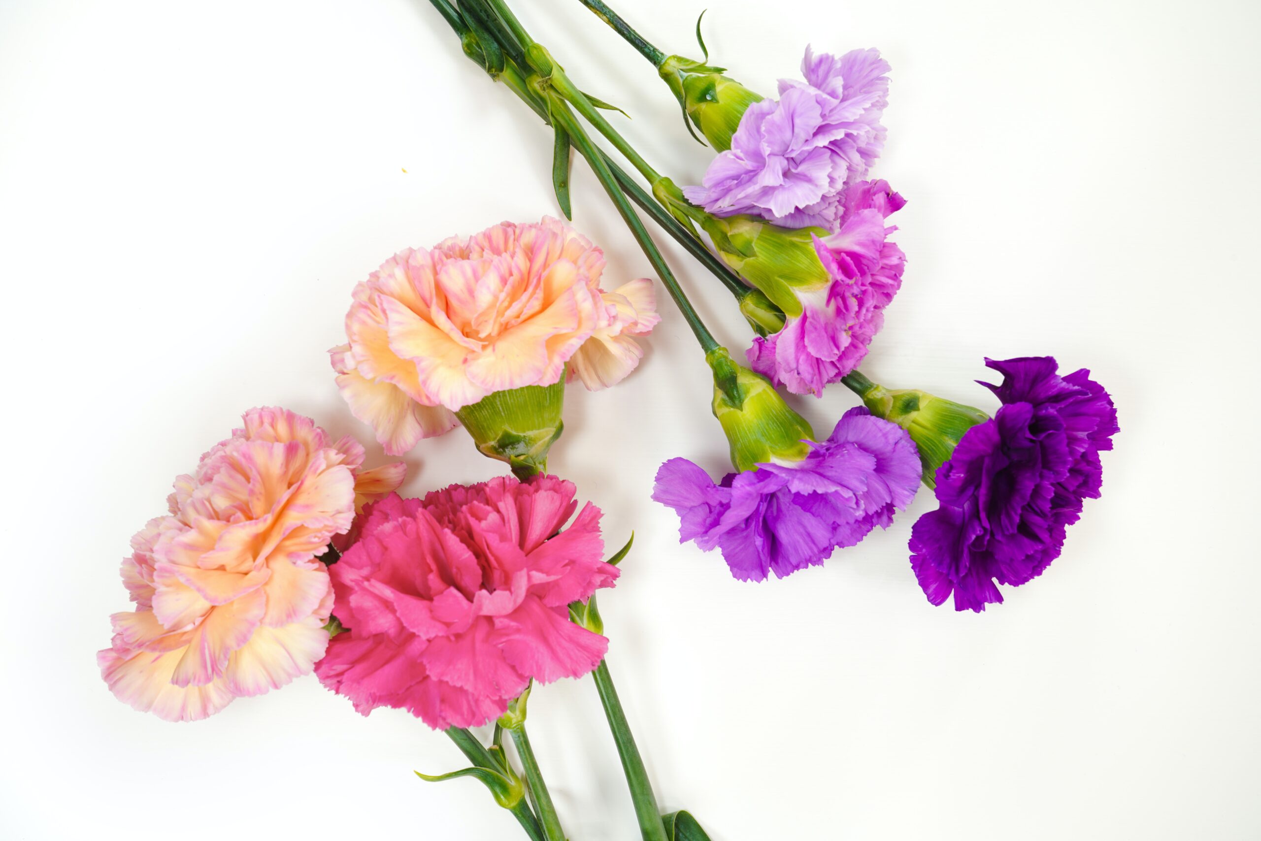 Carnations: Meaning and Symbolism