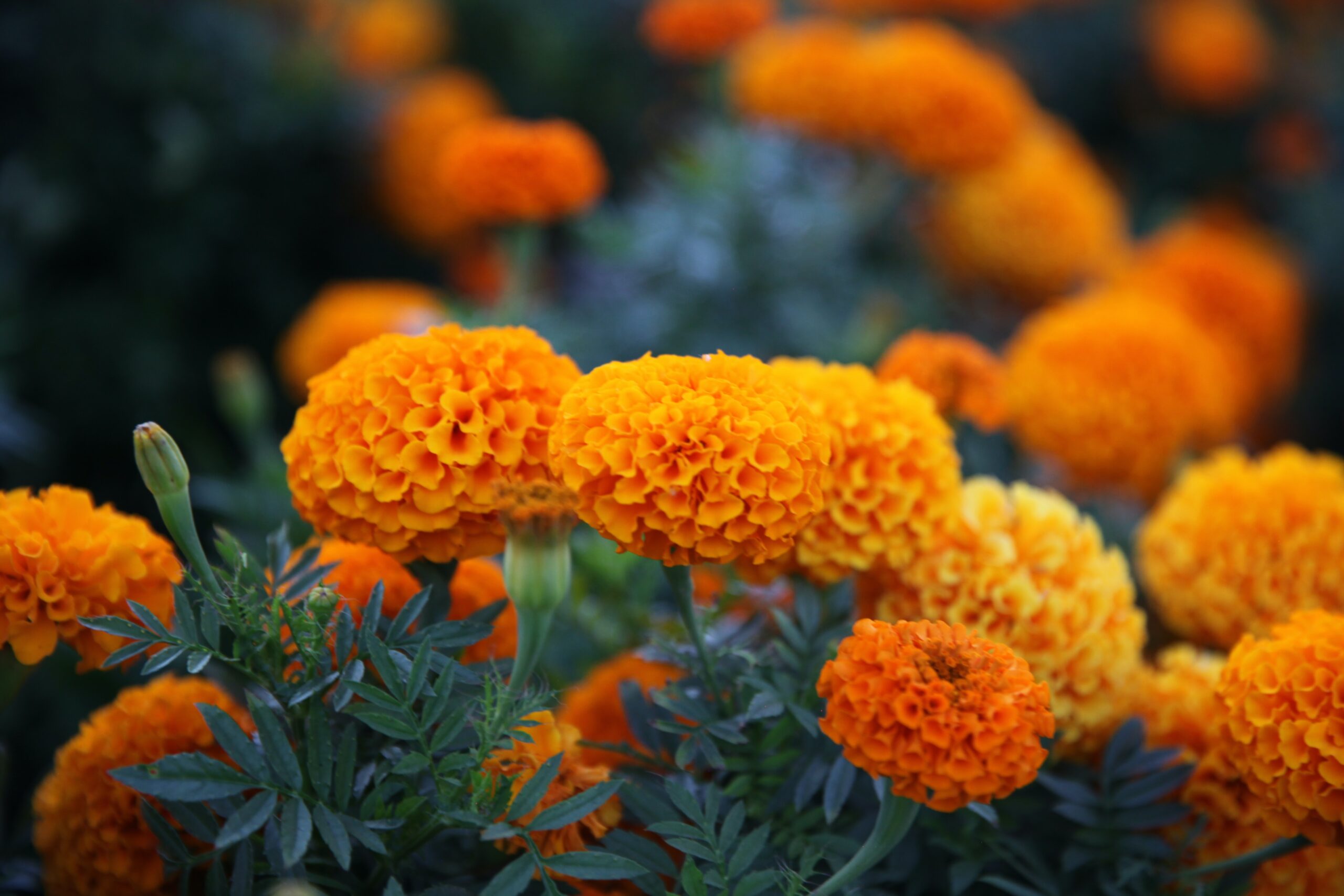 Best Marigold To Grow At Home