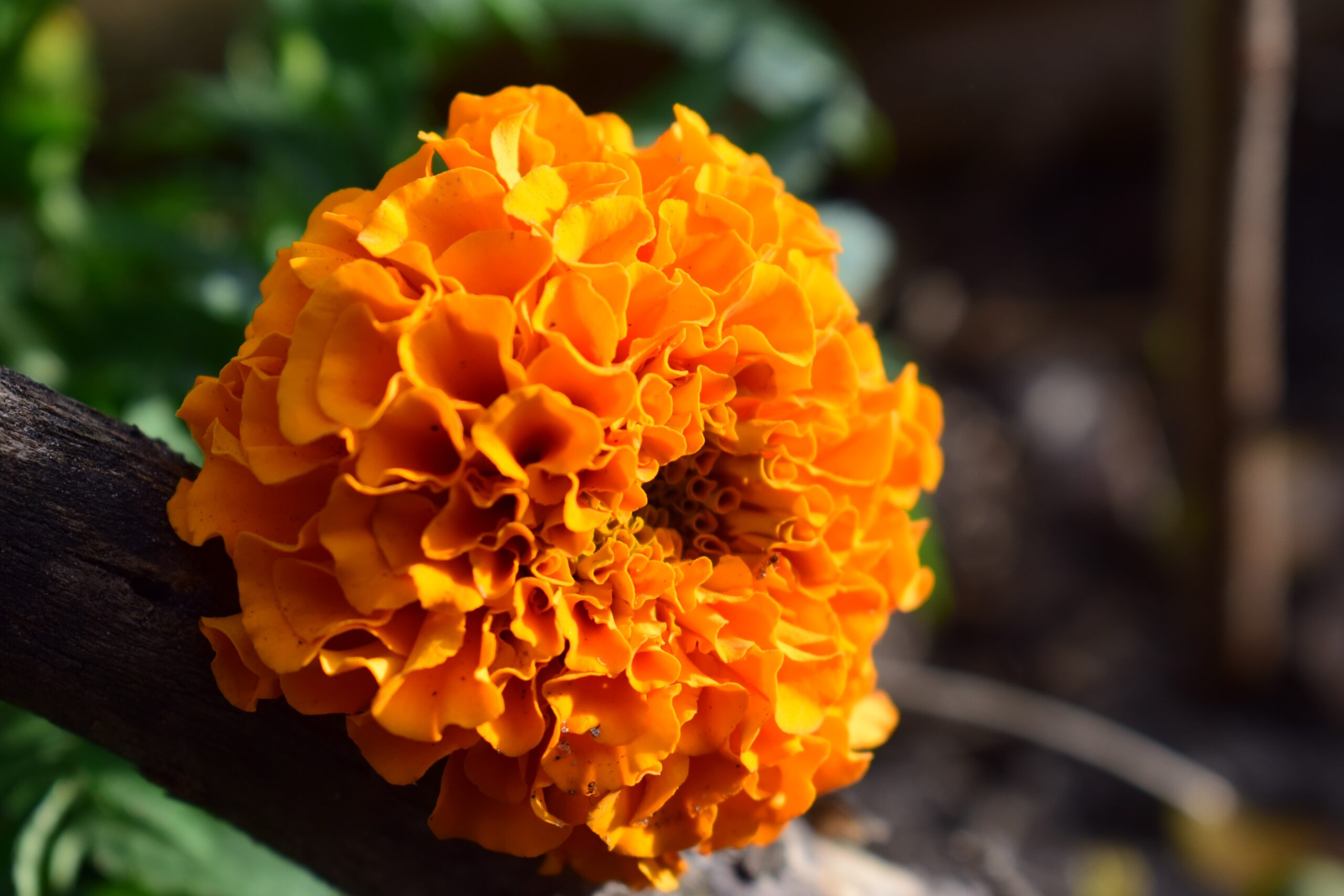 Best Marigold To Grow At Home