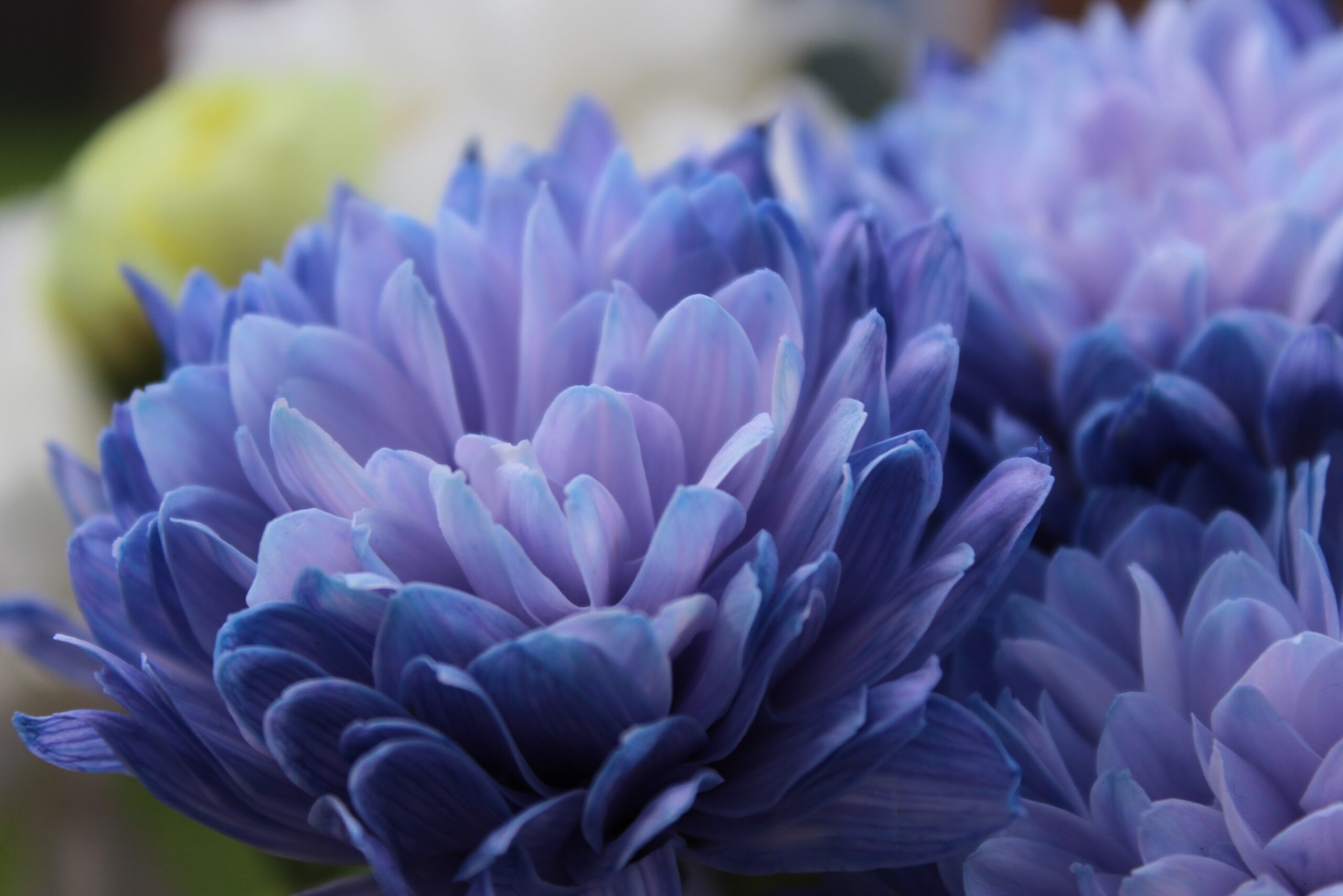 November birth flowers and their Meaning
