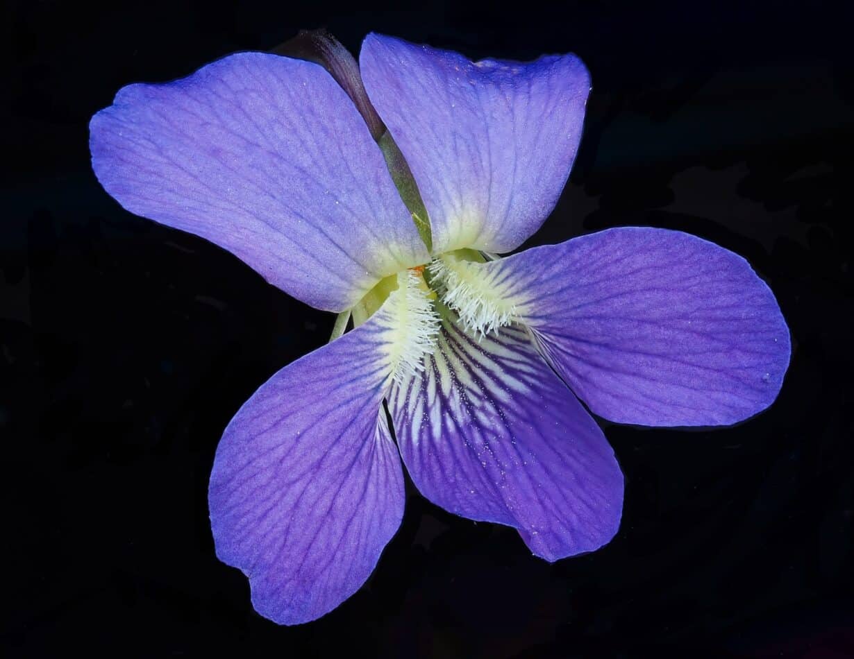 violet meaning and symbolism