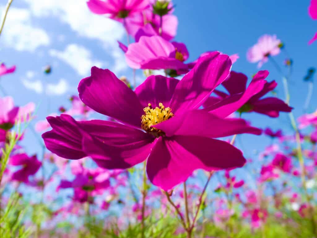 Ten Summer Flowers That Will Thrive in Your Garden