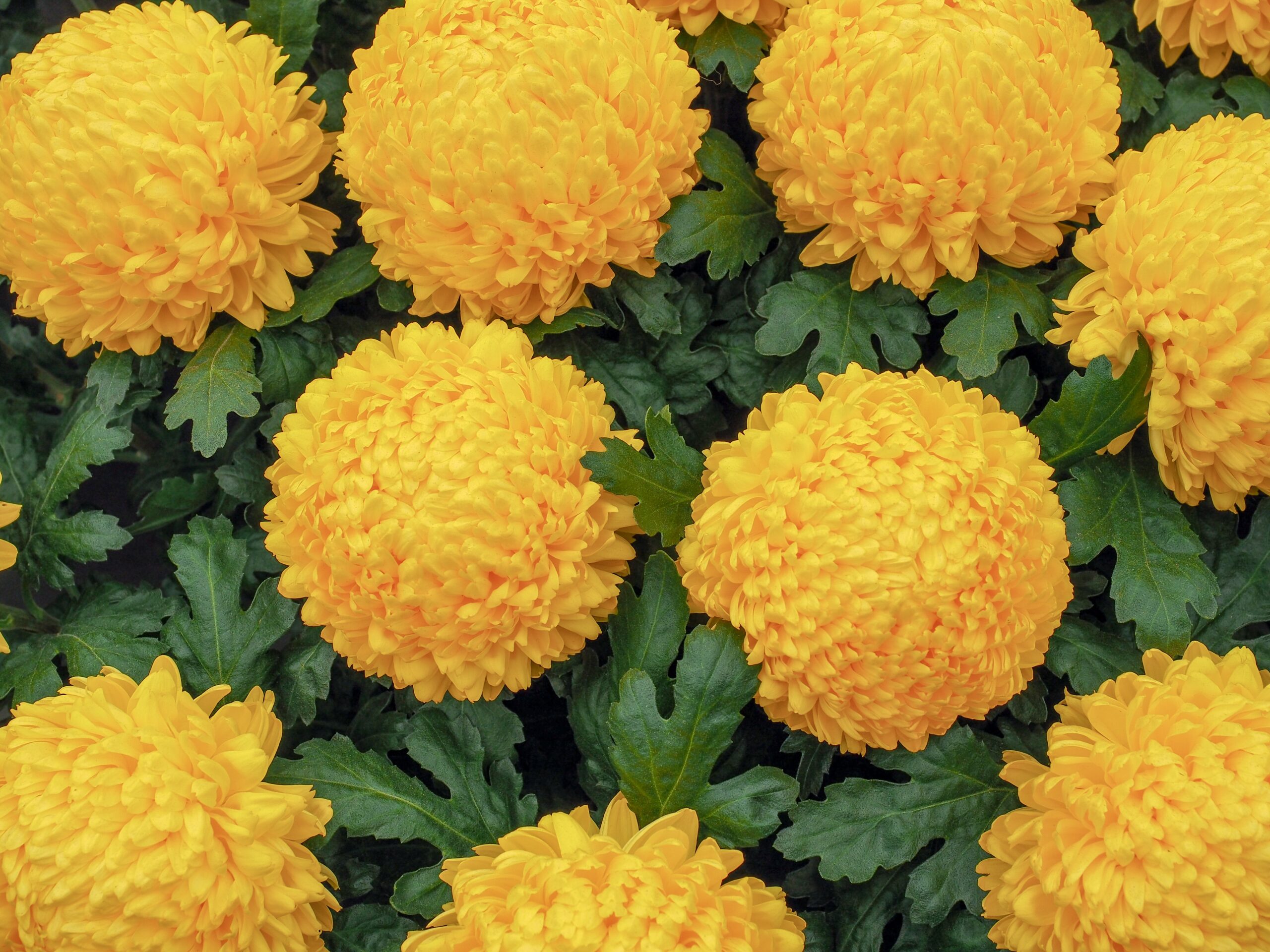 Chrysanthemum meaning and symbolism