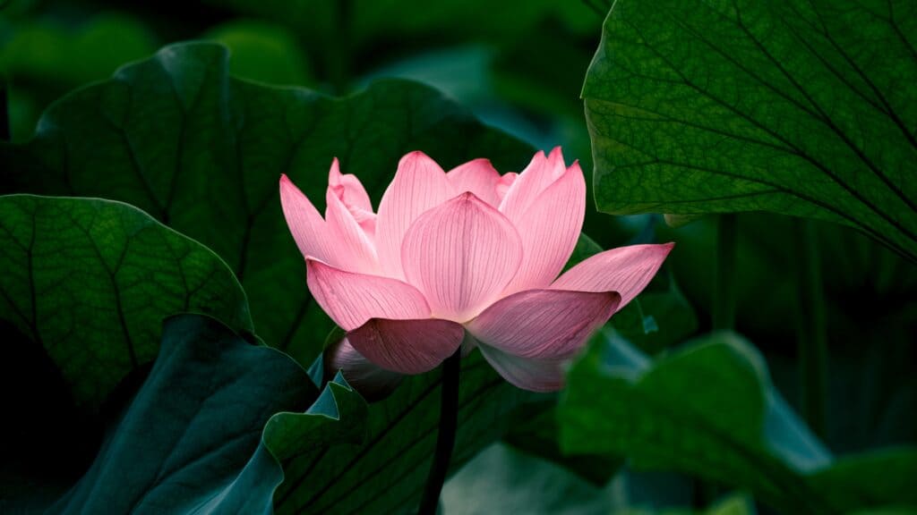 Lotus Meaning And Symbolism