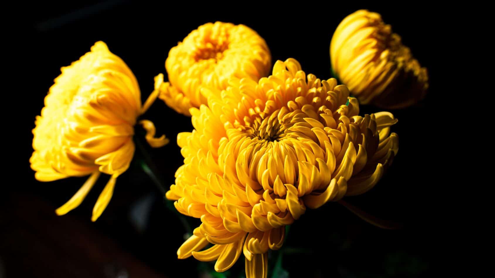 3 facts about chrysanthemum