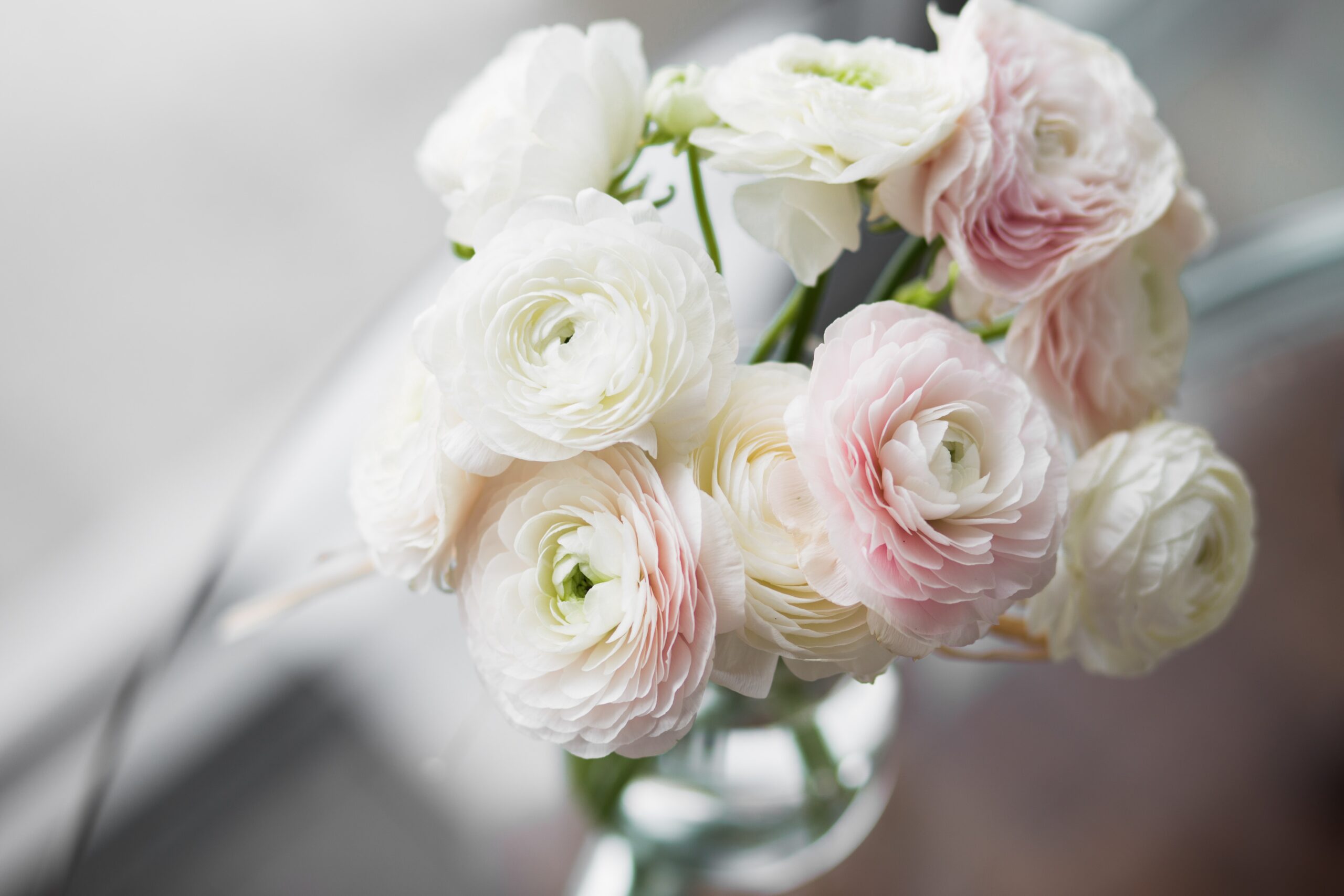 Ranunculus Meaning and Symbolism
