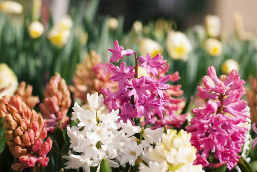 How To Grow Hyacinths