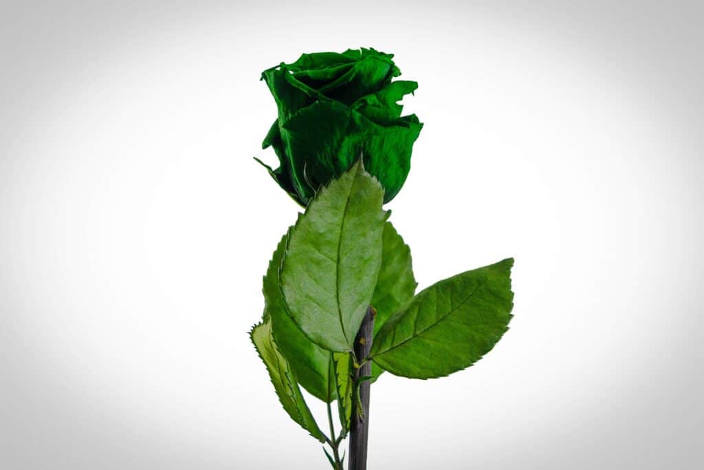 Green Rose Meaning and Symbolism