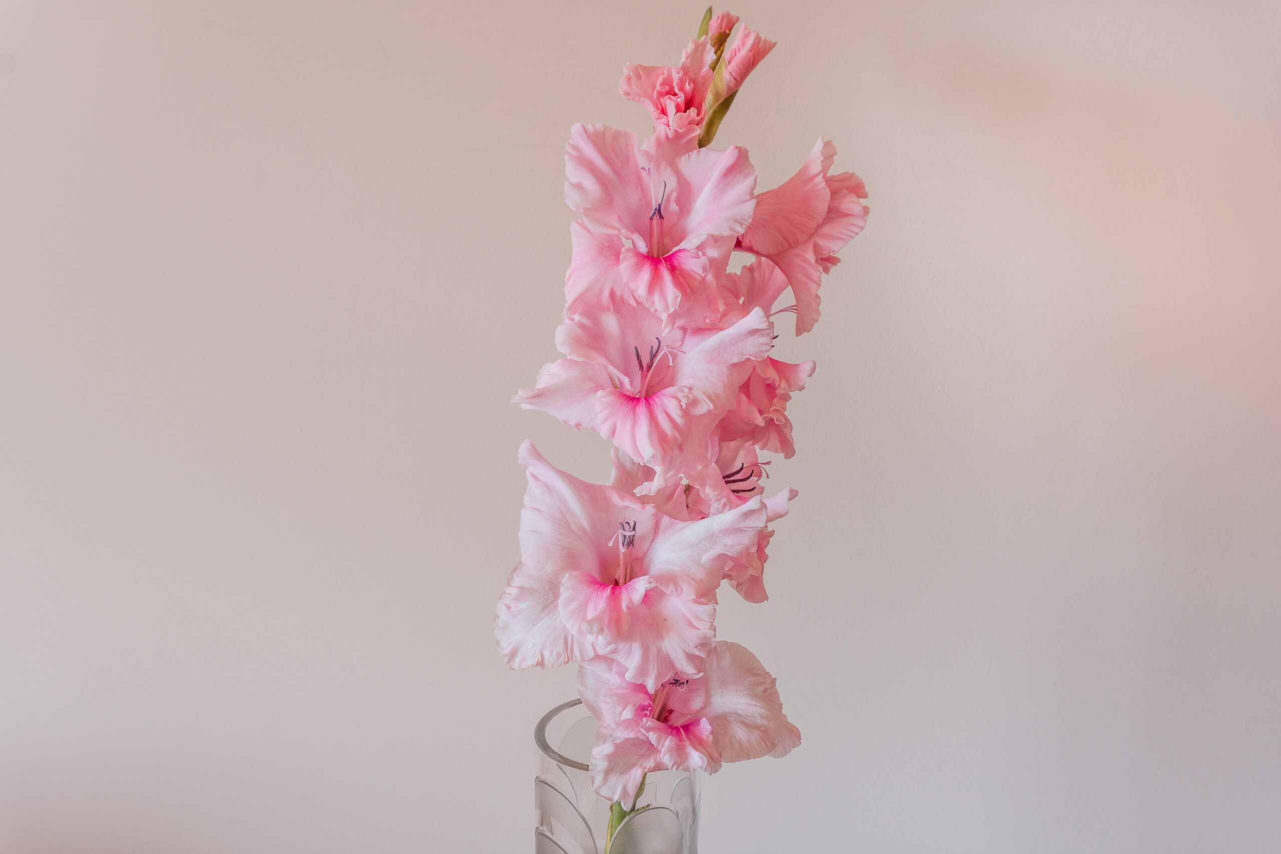 How to grow gladiola