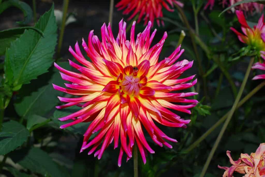 Ten Summer Flowers That Will Thrive in Your Garden