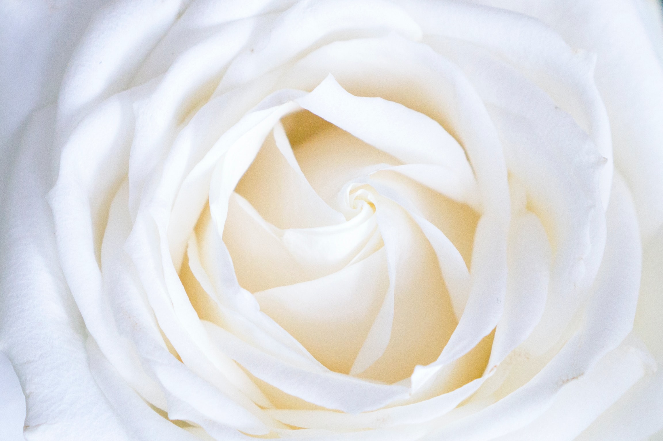 White Roses: Meanings and Symbolism 